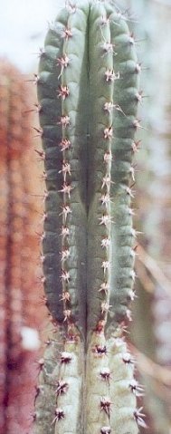 Setiechinopsis_margaretensis